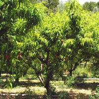 Pfirsich Red Haven - Bakker