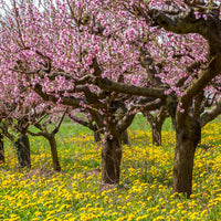 Pfirsich Red Haven - Prunus persica red haven - Bakker