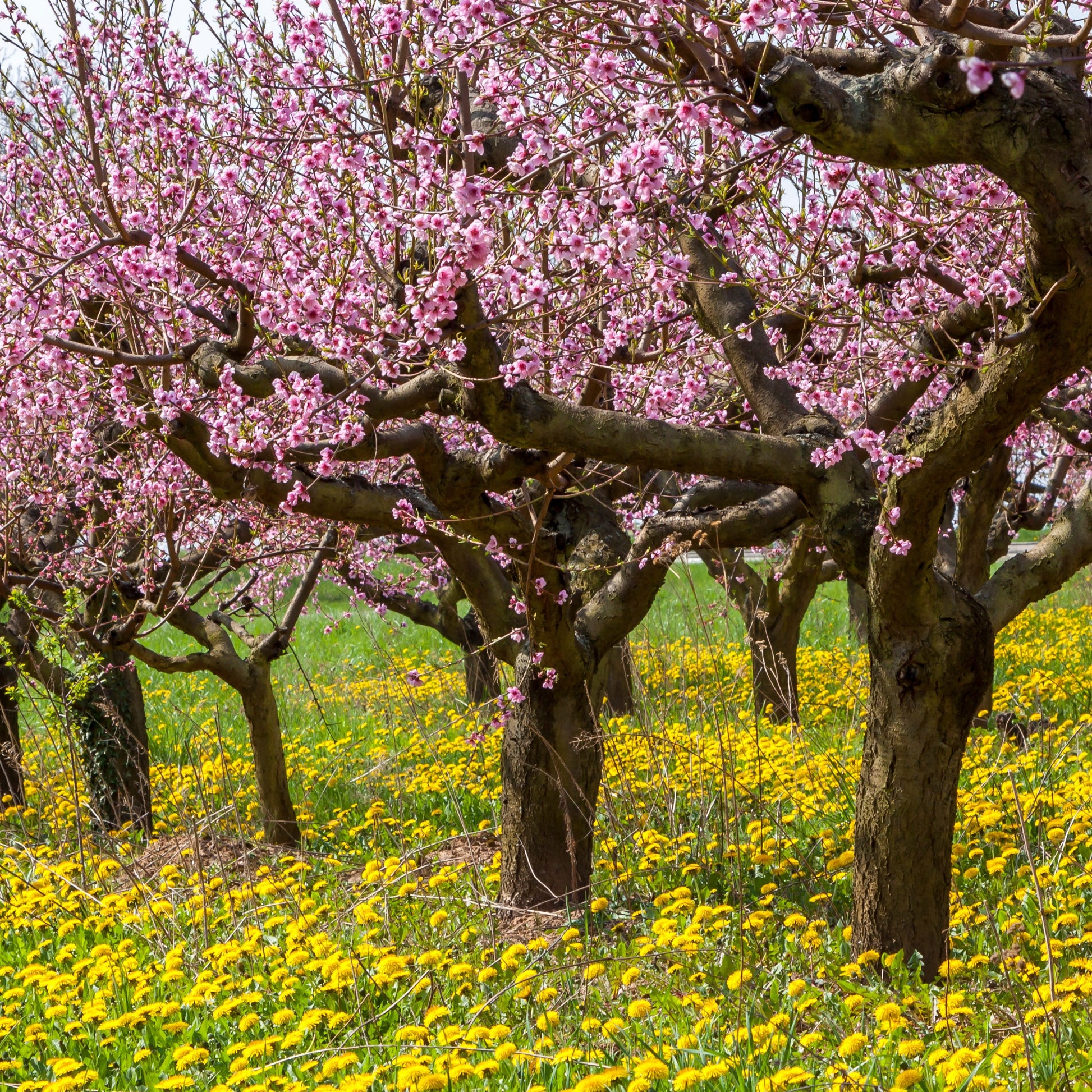 Pfirsich Red Haven - Prunus persica red haven - Bakker