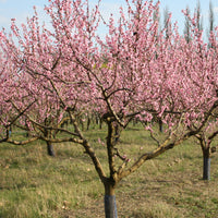 Pfirsichbaum Suncrest - Prunus persica suncrest - Bakker