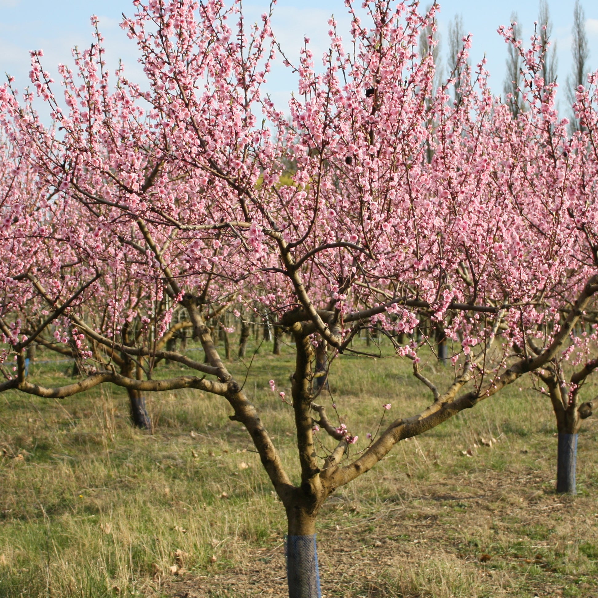 Pfirsichbaum Suncrest - Prunus persica suncrest - Bakker