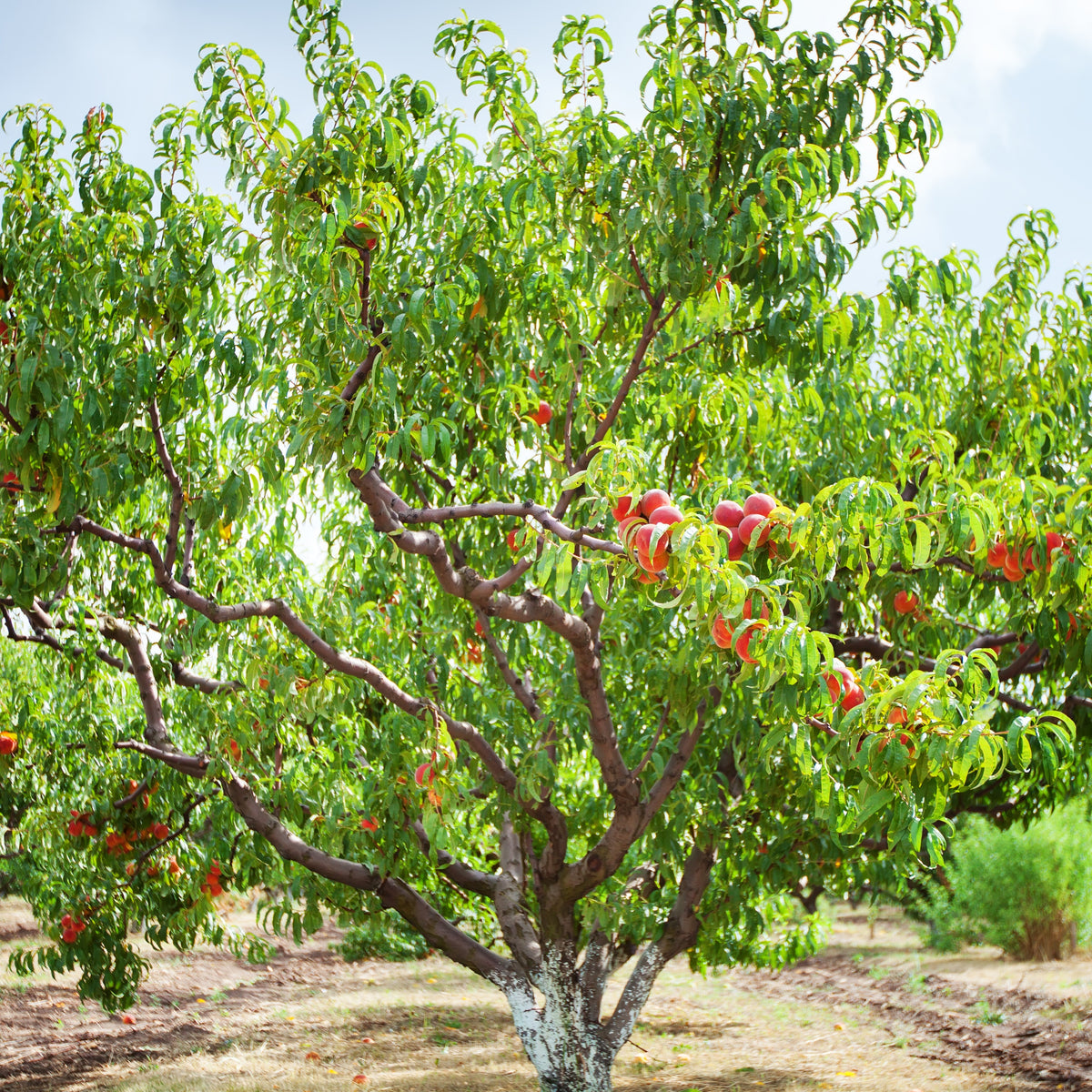 Pfirsichbaum Suncrest - Bakker