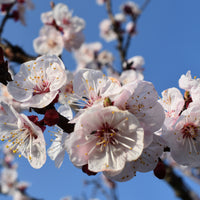 Aprikosenbaum Luizet - Prunus armeniaca luizet - Bakker