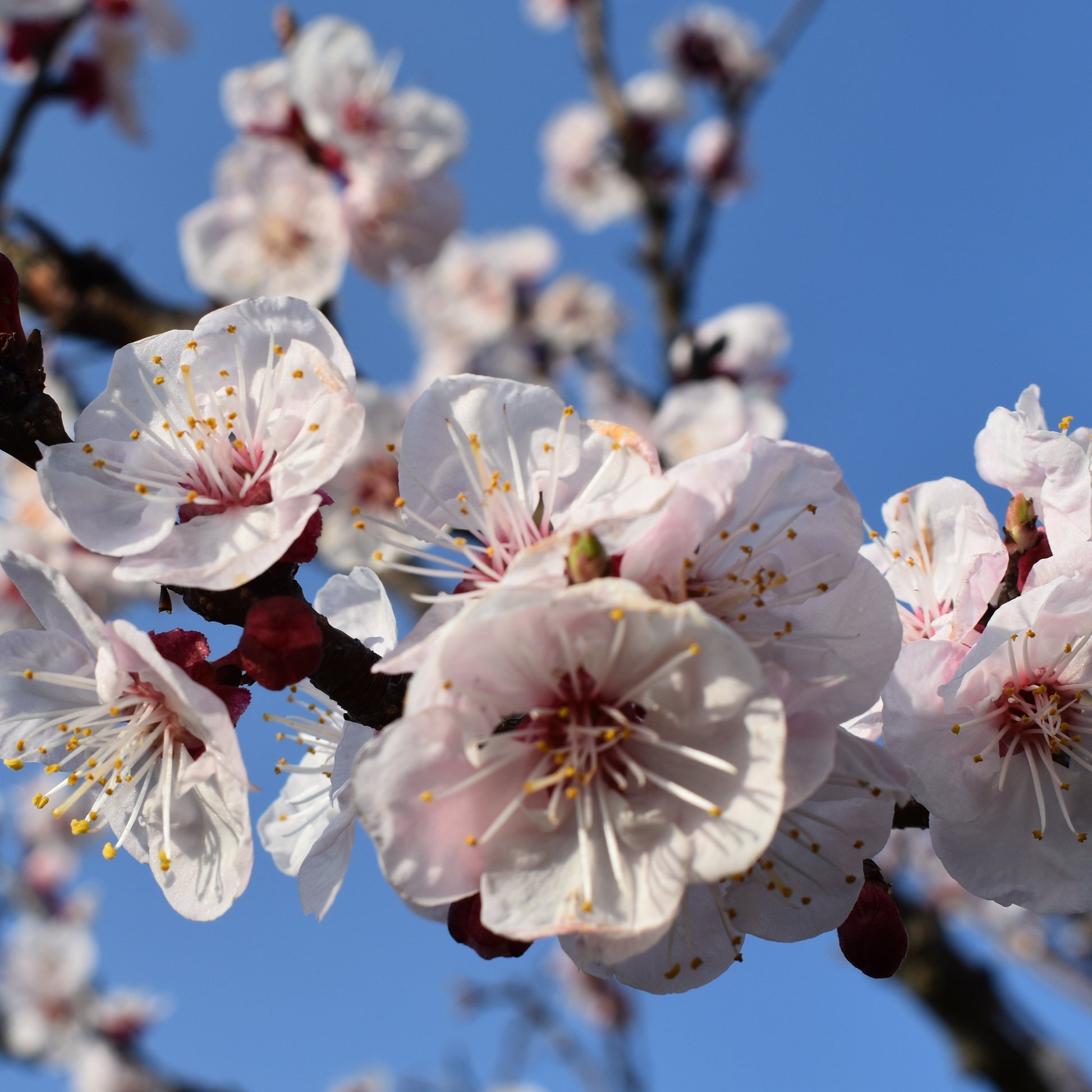 Aprikosenbaum Luizet - Prunus armeniaca luizet - Bakker