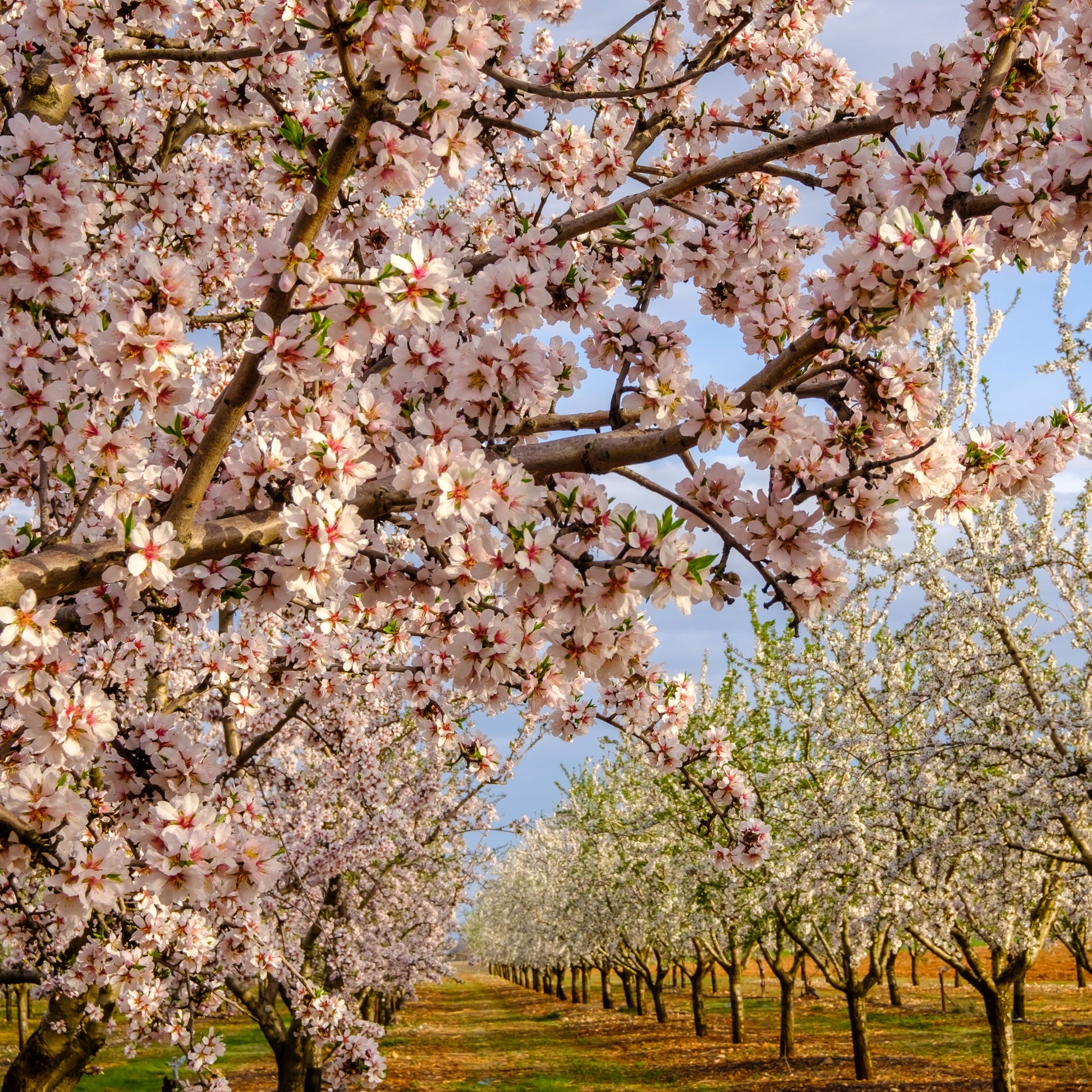 Mandelbaum ‘Texas’ - Prunus dulcis Texas - Bakker