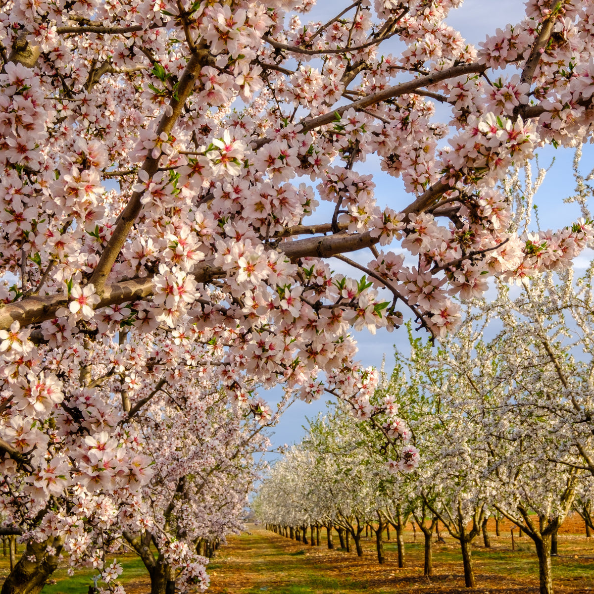 Mandelbaum ‘Texas’ - Prunus dulcis Texas - Bakker