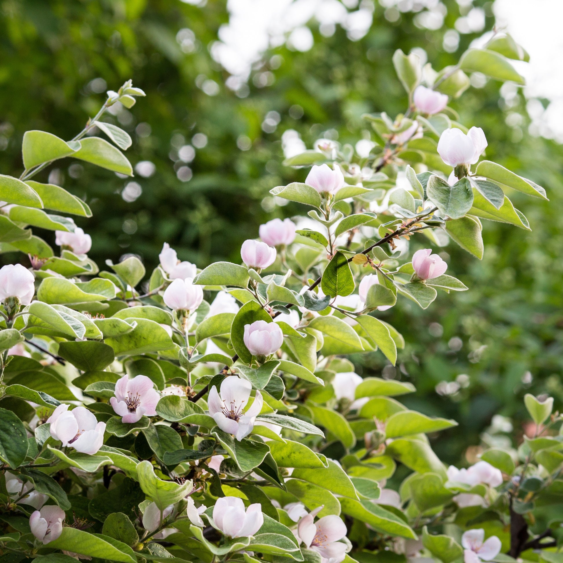 Cydonia oblonga - Quittenbaum - Fruchtbäume