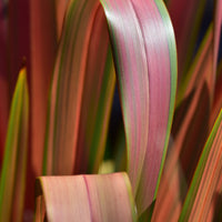 Neuseeländischer Flachs Rainbow Queen - Bakker