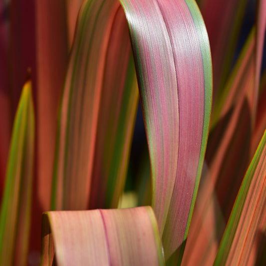 Neuseeländischer Flachs Rainbow Queen - Bakker