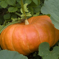 Kürbis ‘Rouge Vif d’Étampes’ Pflanzen (x3) - Cucurbita maxima - Bakker