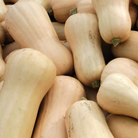 Butternut-Kürbis Pflanzen ‘Sibelle’ F1 (x3) - Bakker