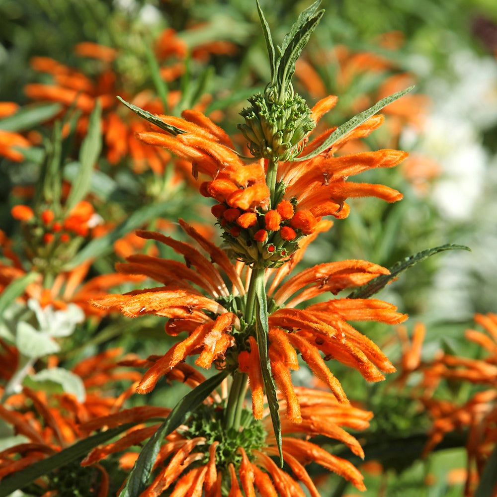 Löwenschwanz - Leonotis leonurus - Bakker