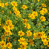 Zweizahn (Bidens) (x3) - Bidens ferulifolia - Bakker