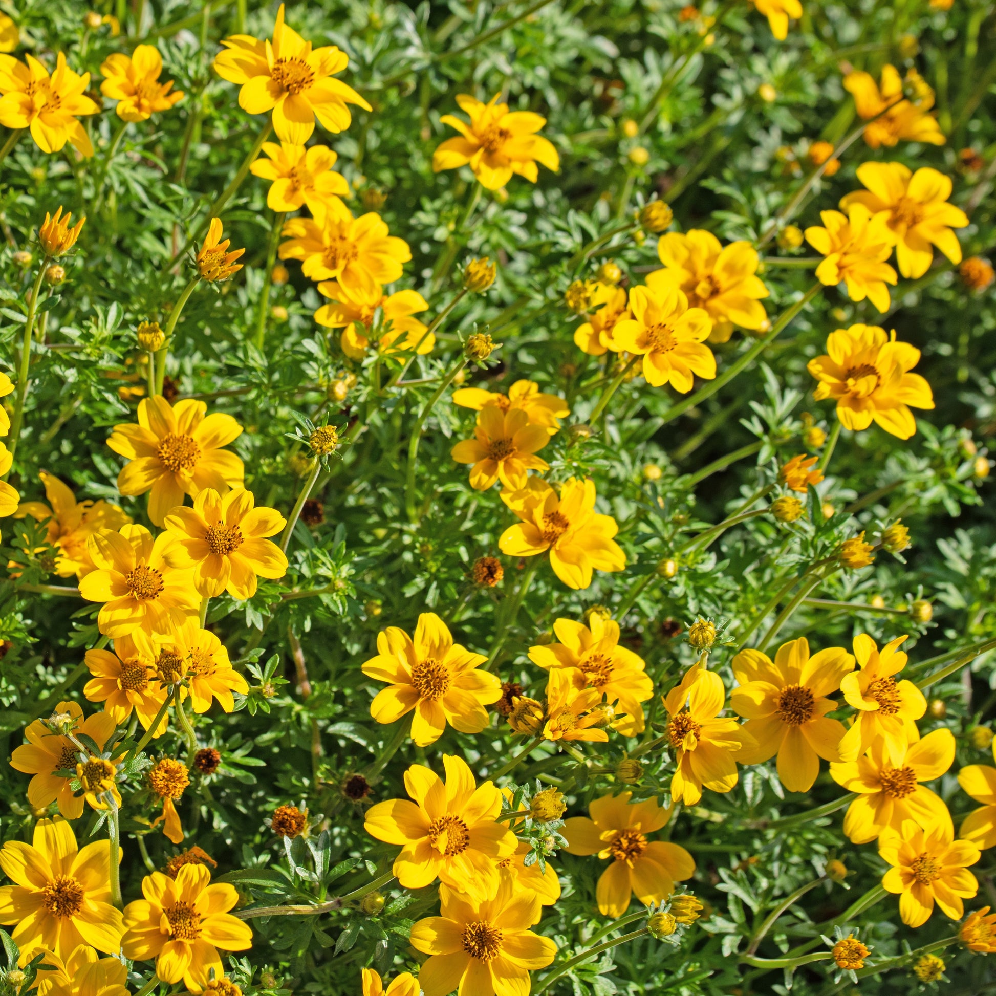 Zweizahn (Bidens) (x3) - Bidens ferulifolia - Bakker