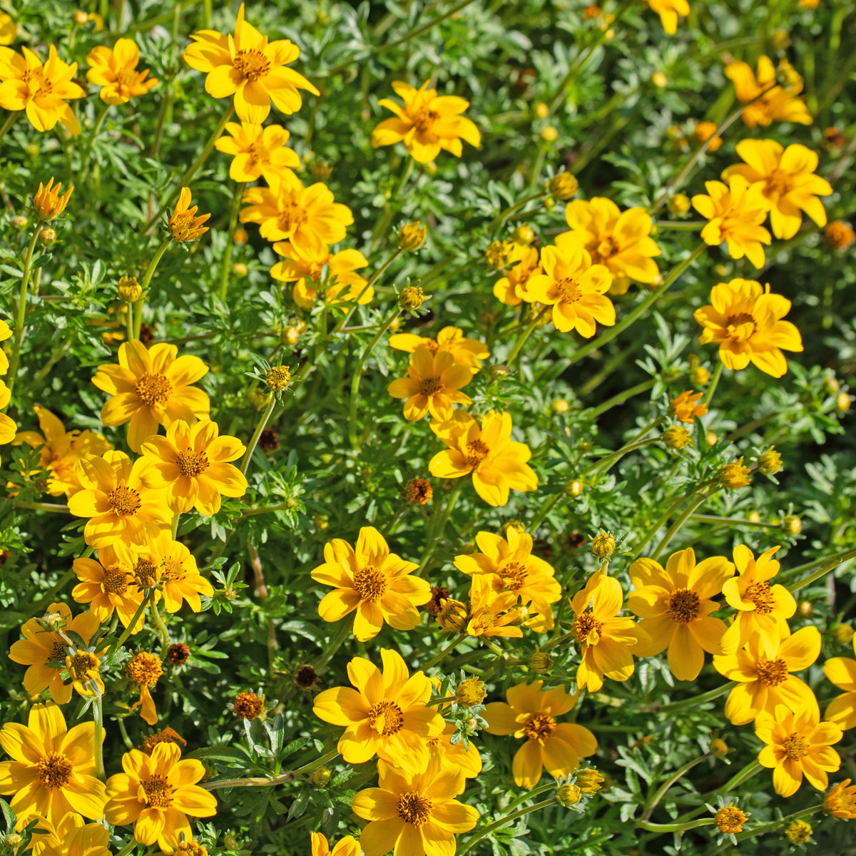 Zweizahn (Bidens) (x3) - Bidens ferulifolia - Bakker