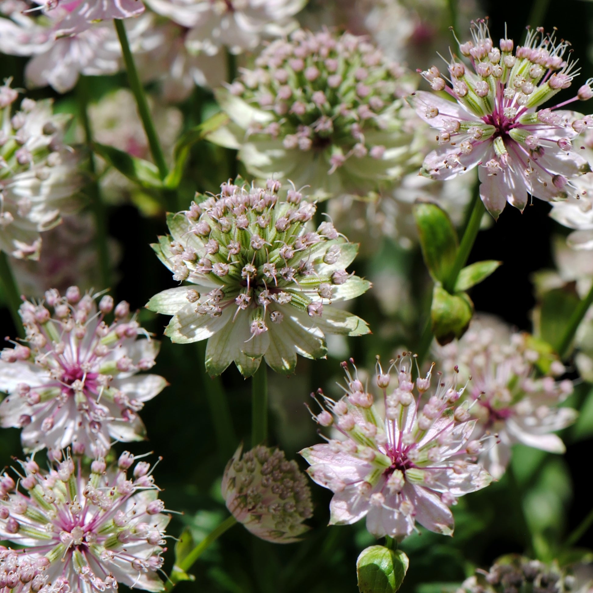 Große Sterndolde Buckland - Astrantia major Buckland - Bakker