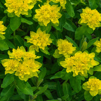 Verkauf Gold-Wolfsmilch - Euphorbia polychroma
