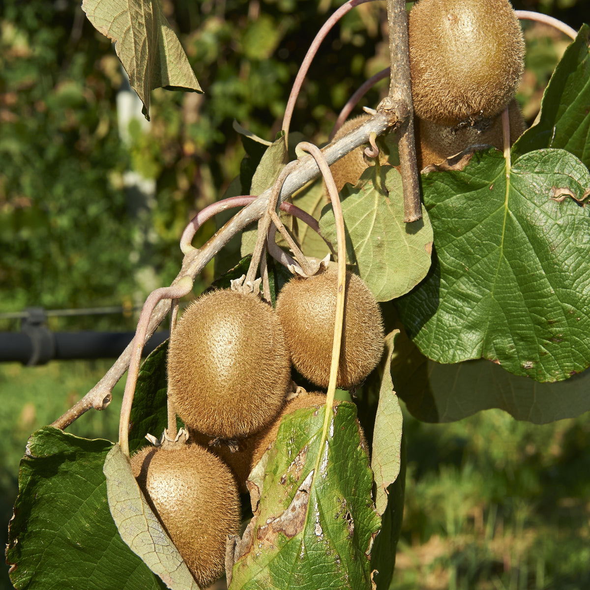 Kiwi Jenny - Bakker
