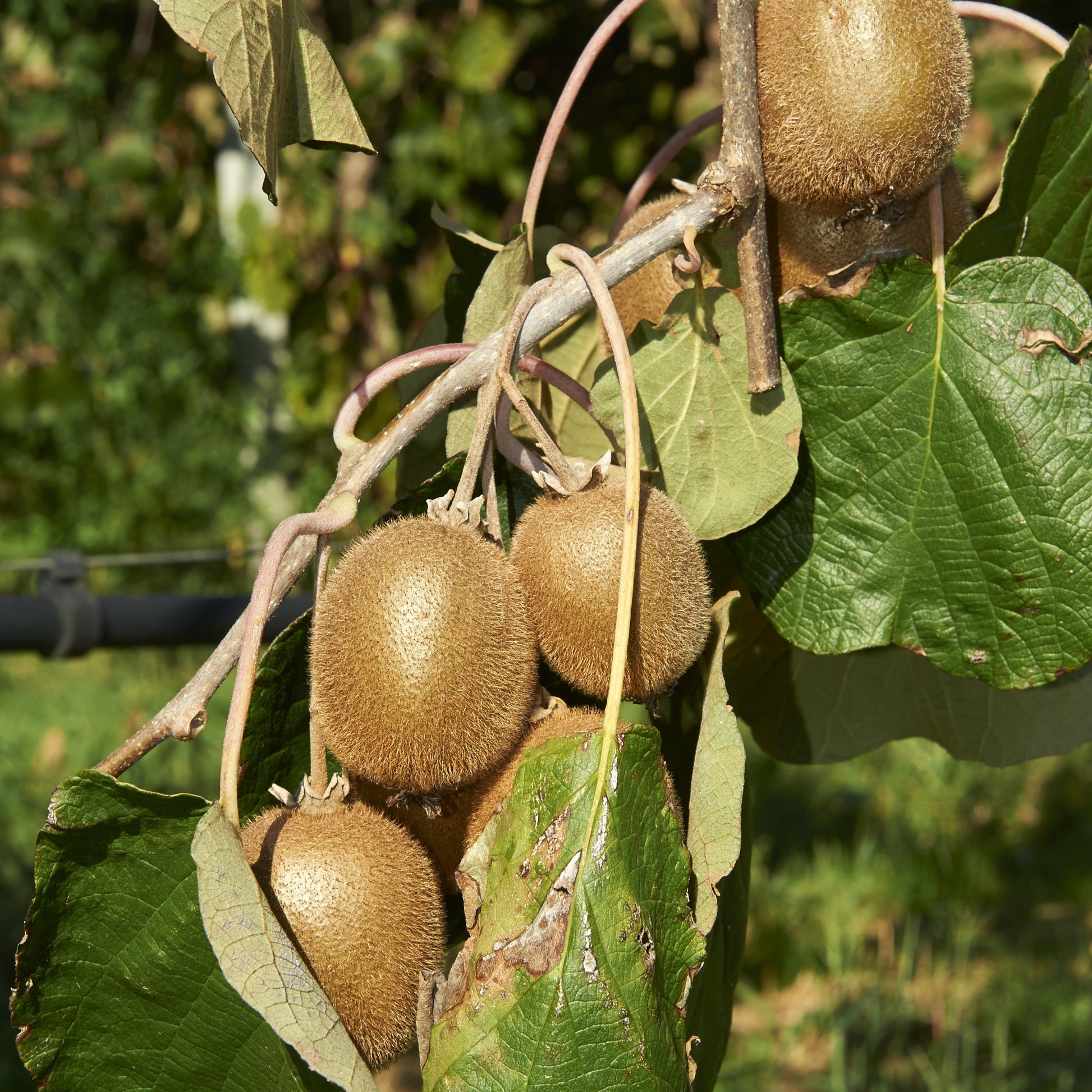Sträucher - Sommerobst-Kollektion (Feige, Maulbeere, Kiwi) - Morus nigra 'mulle', ficus gustissimo 'perretta', actinidia delciosio