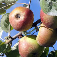 Apfelbaum Rode Boskoop - Bakker