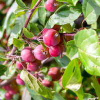 Apfel Red Sentinal - Bakker