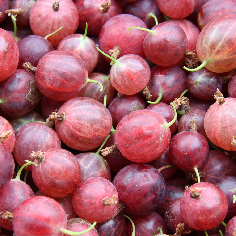Stachelbeere Hinnonmäki Rot - Bakker