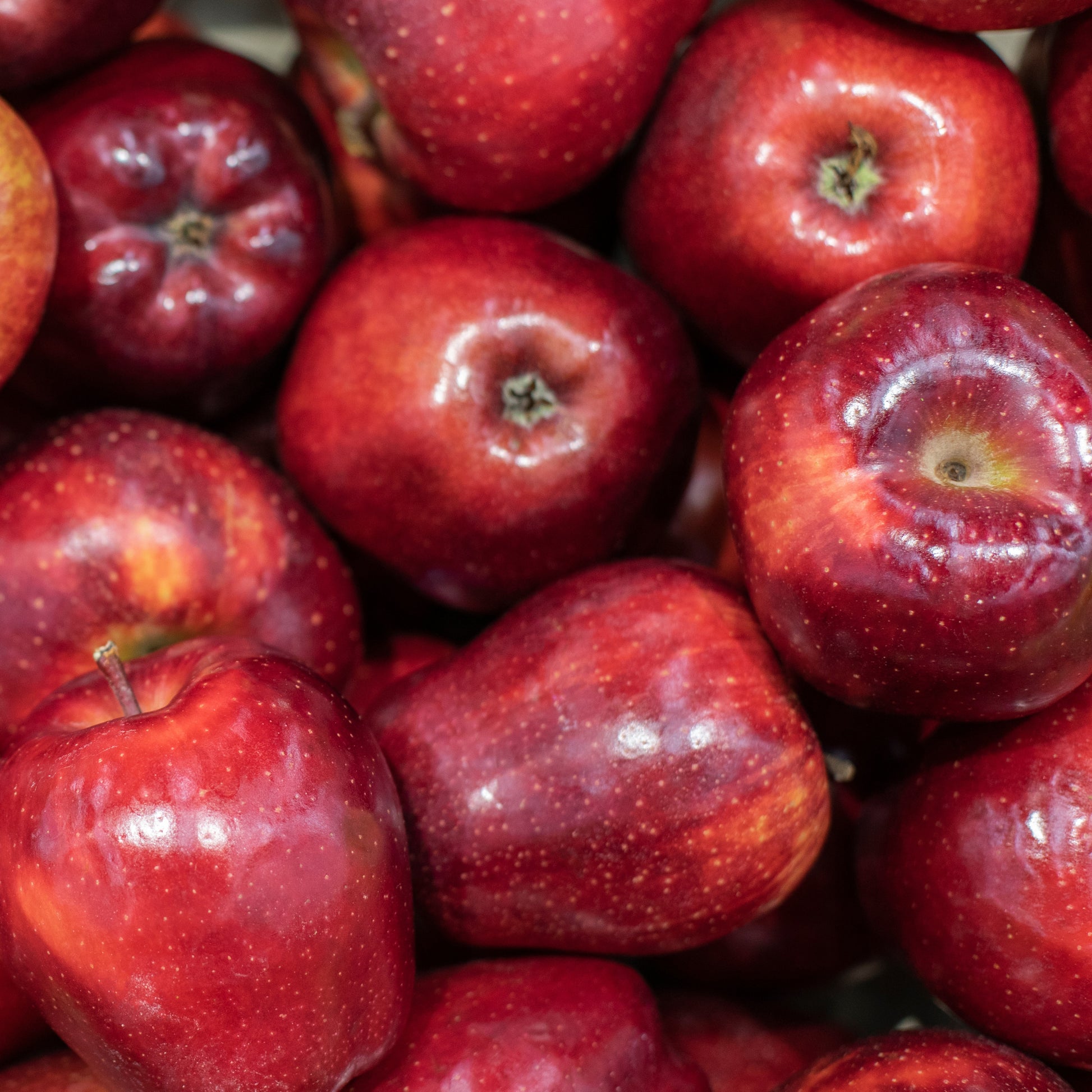 Apfelbaum Red Chief - Bakker
