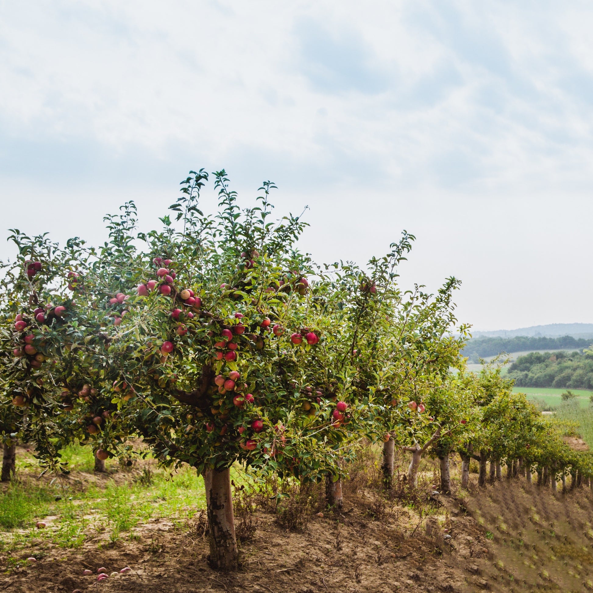 Apfelbaum Red Chief - Malus domestica 'red chief' - Bakker