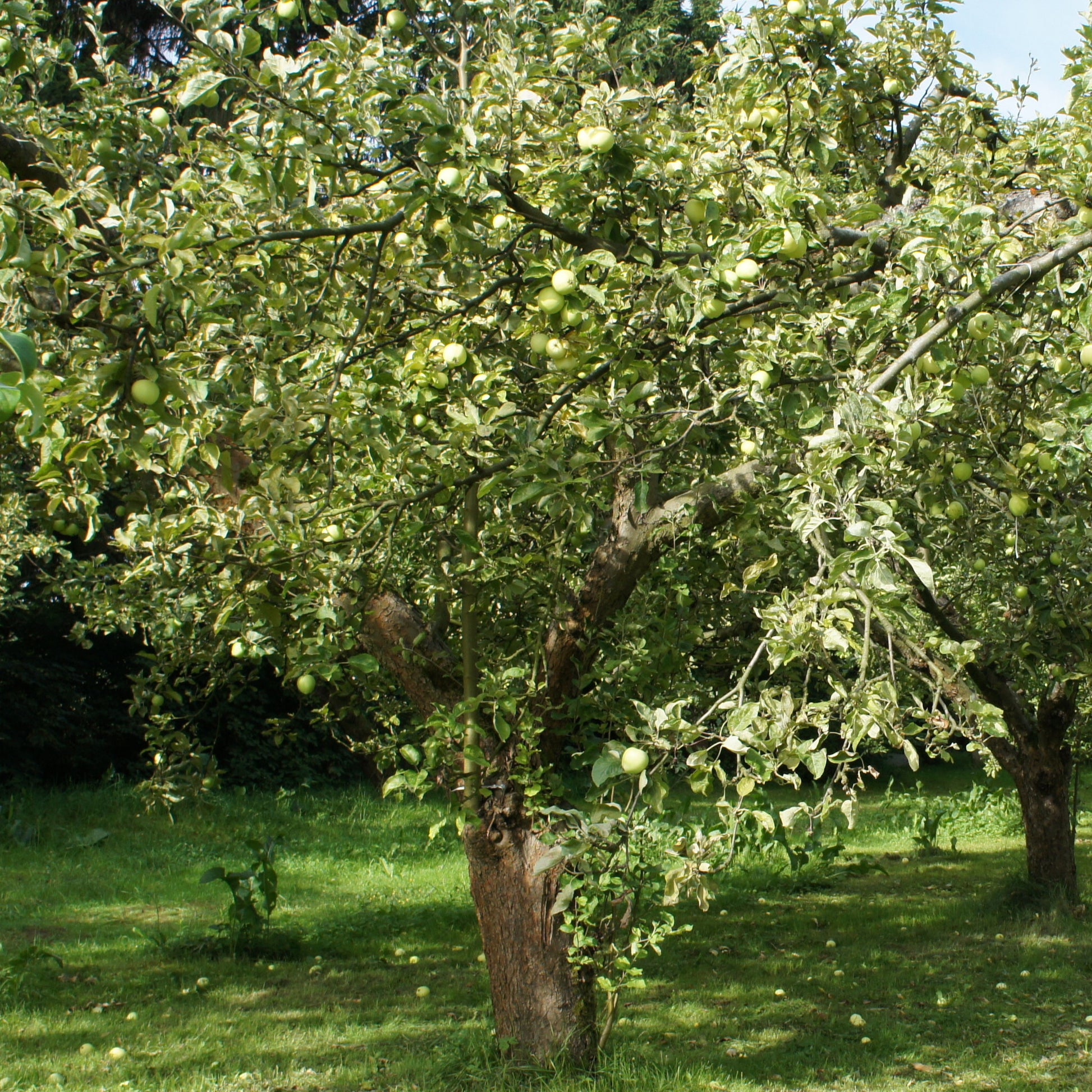 Apfelbaum Granny Smith - Malus domestica 'granny smith' - Bakker
