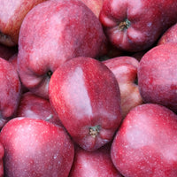 Apfelbaum ‘Starking Delicious’ - Bakker