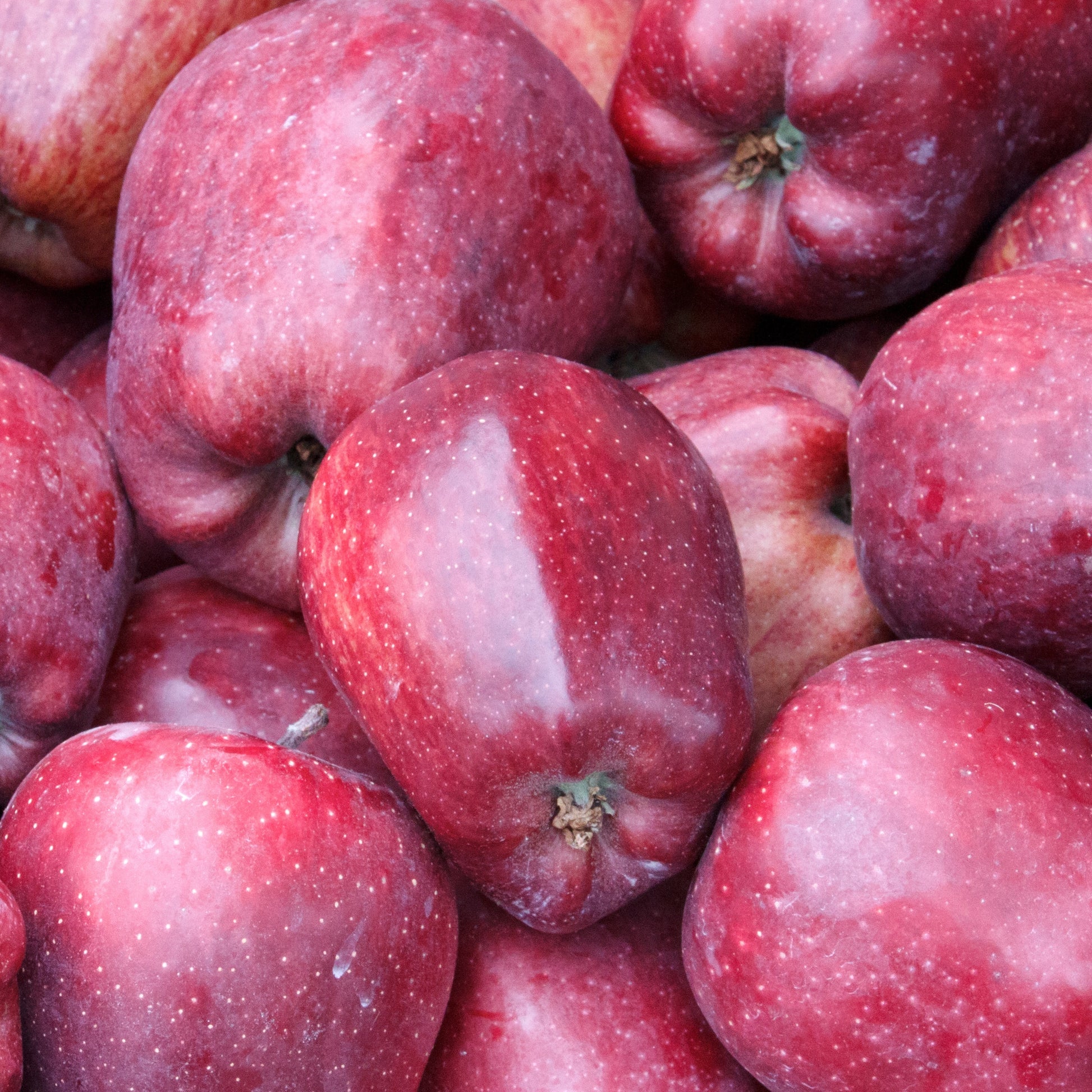 Apfelbaum ‘Starking Delicious’ - Bakker