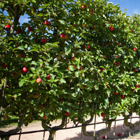 Apfelbaum ‘Starking Delicious’ - Malus domestica 'starking delicious' - Bakker