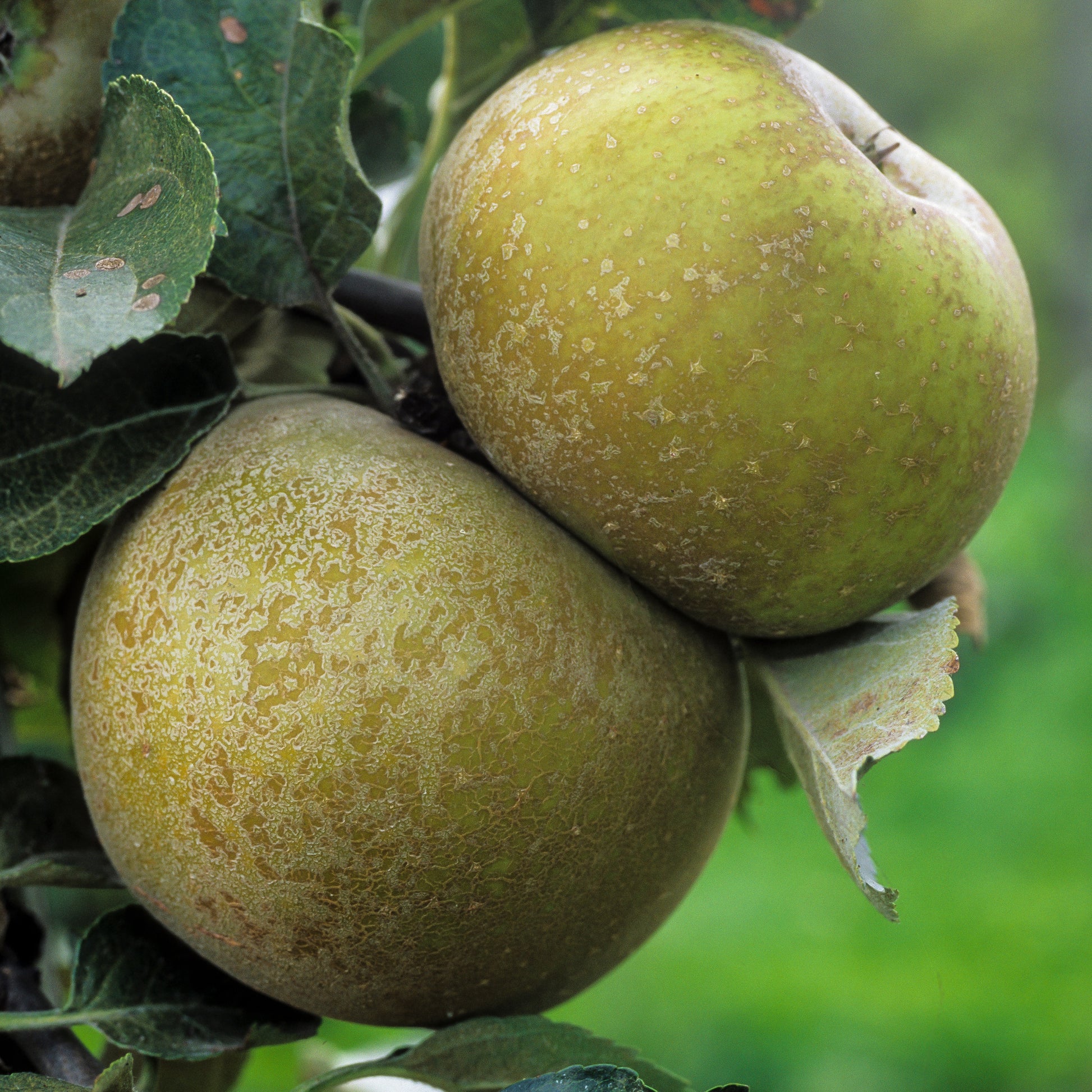 Apfel 'Reinette Grise du Canada' - Bakker