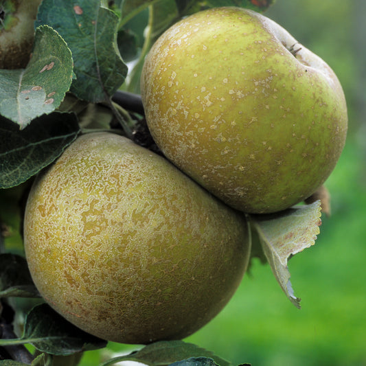 Apfel 'Reinette Grise du Canada' - Bakker