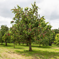 Süßkirsche 'Bigarreau Moreau' - Prunus avium 'morreau' - Bakker