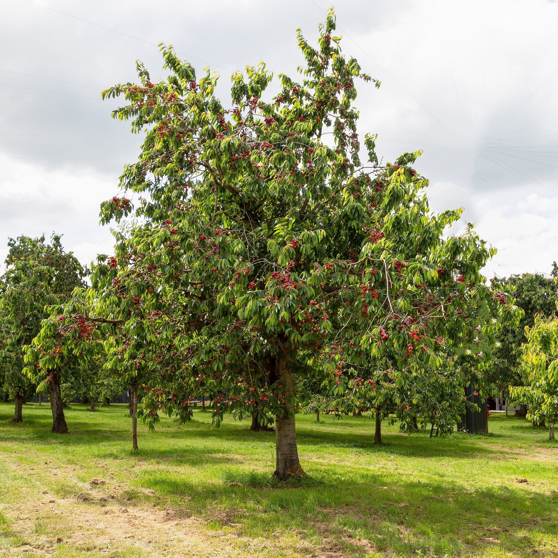 Süßkirsche 'Bigarreau Moreau' - Prunus avium 'morreau' - Bakker