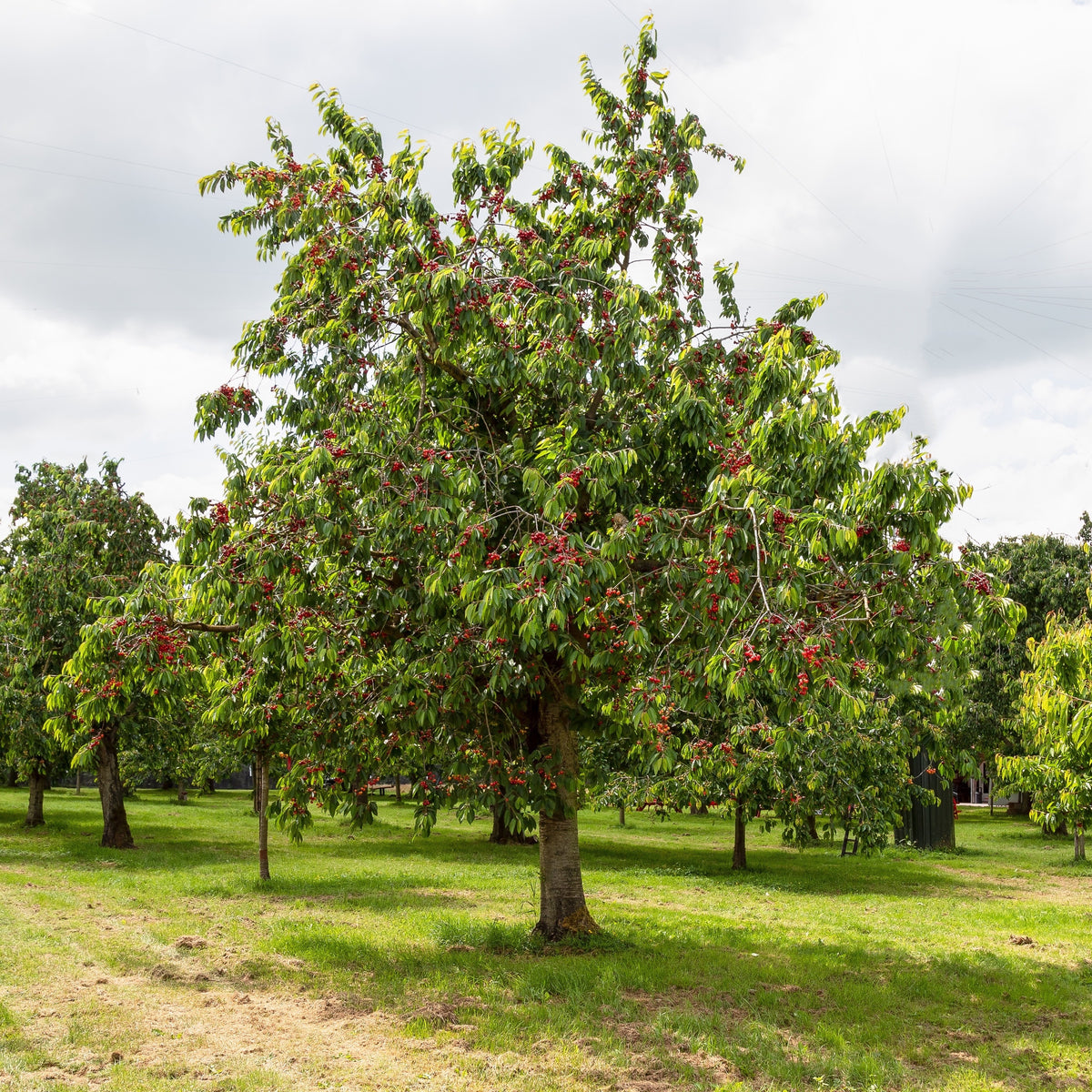 Süßkirsche 'Bigarreau Moreau' - Prunus avium 'morreau' - Bakker