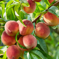 Pfirsich Dixi Red - Bakker