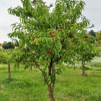 Nektarine Big Top - Prunus persica 'big top' - Bakker