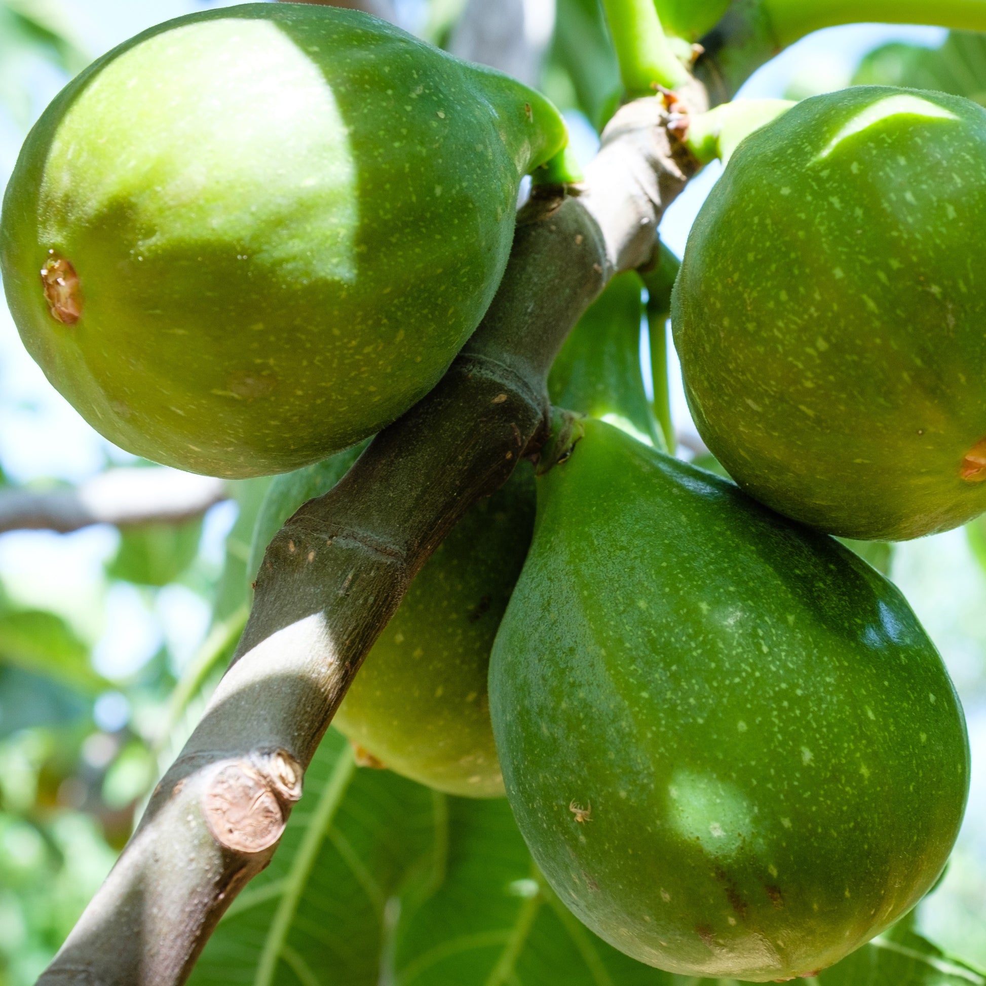 Fiorone-Feigenbaum - Ficus carica 'fiorone' - Bakker