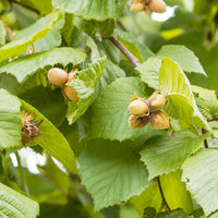 Haselnuss 'Ronde du Piémont' - Corylus avellana Ronde du Piémont - Bakker