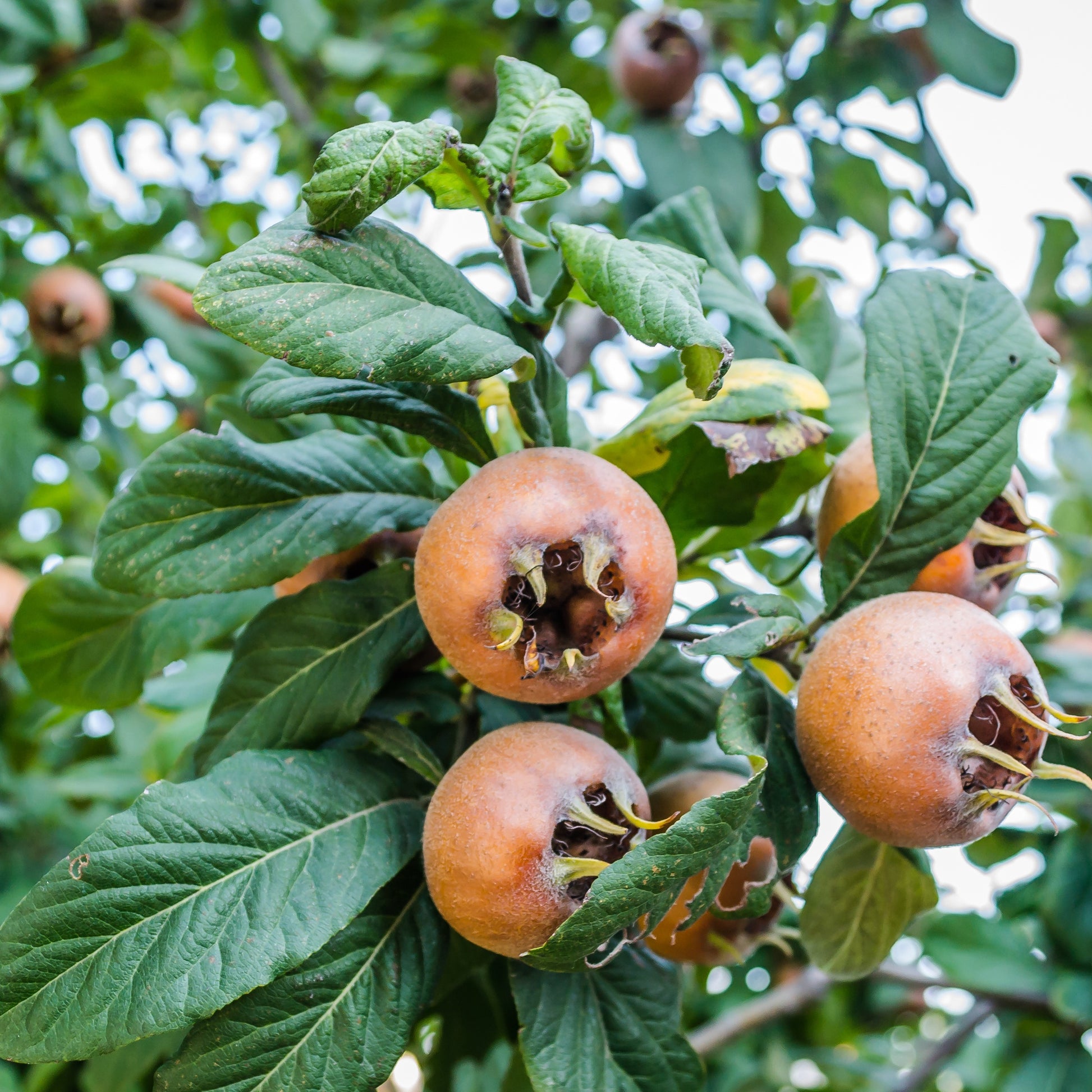 Echte Mispel - Mespilus germanica - Bakker