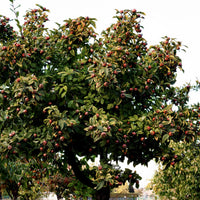 Mespilus germanica - Echte Mispel - Fruchtbäume