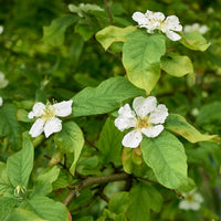 Fruchtbäume - Echte Mispel - Mespilus germanica