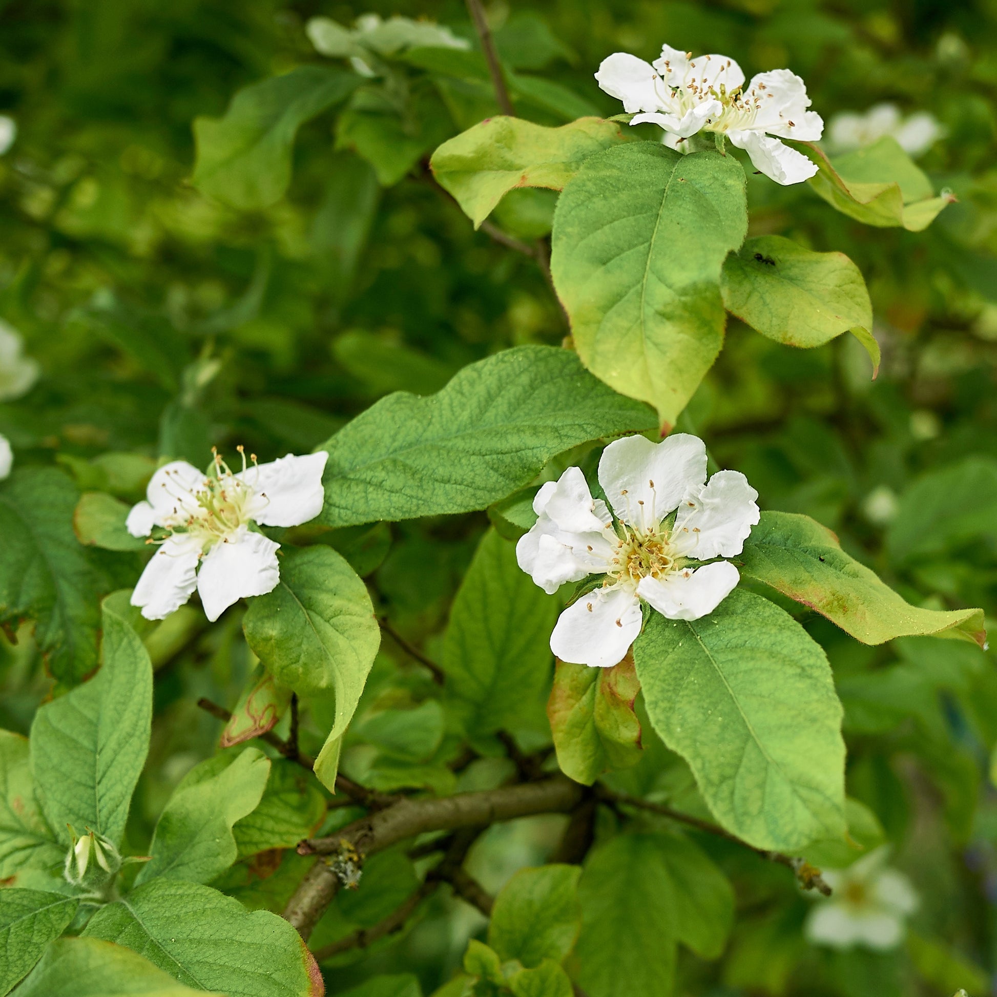 Fruchtbäume - Echte Mispel - Mespilus germanica