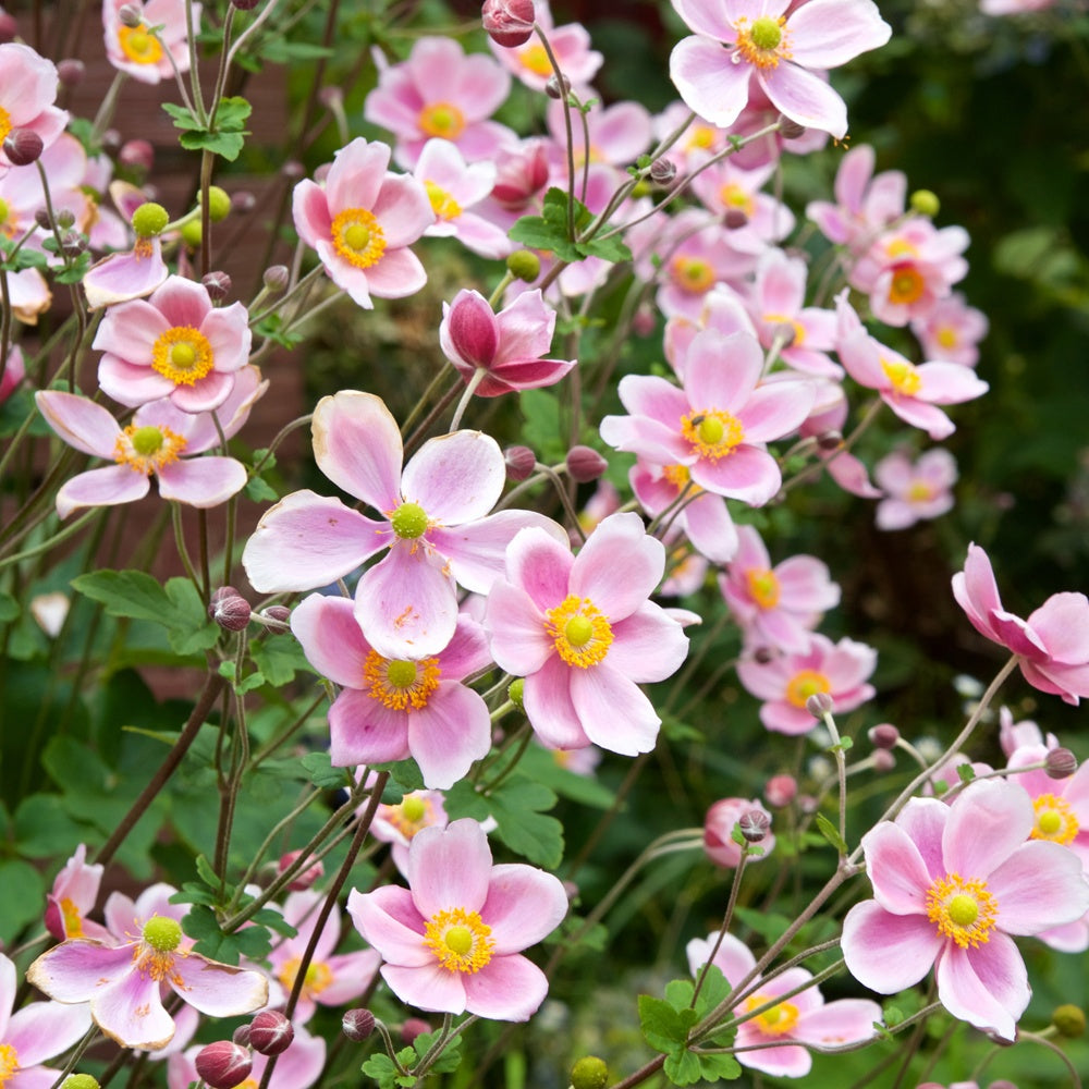 Herbst-Anemone Serenade - Anemone x hybrida Serenade - Bakker