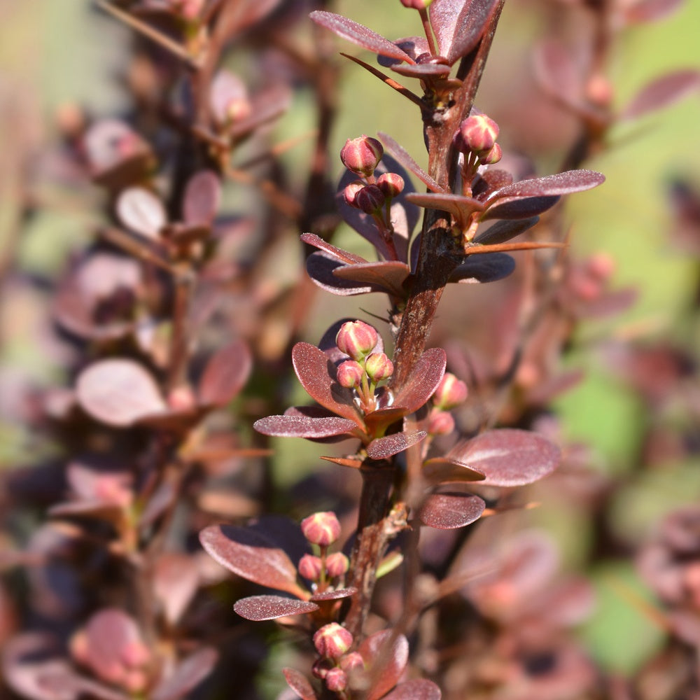 Sauerdorn Helmond Pillar - Berberis thunbergii Helmond Pillar - Bakker