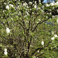 Verkauf Federbuschstrauch - Fothergilla major