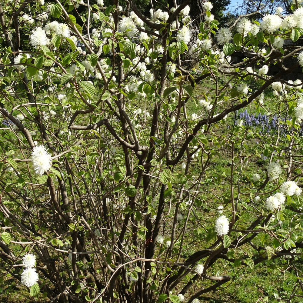 Verkauf Federbuschstrauch - Fothergilla major