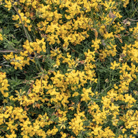 Sandginster Vancouver Gold - Genista pilosa 'vancouver gold' - Bakker